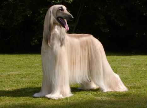 dog with straight hair