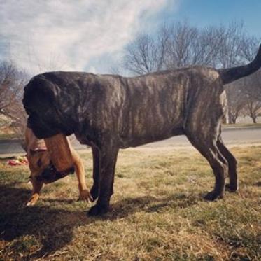 american molossus price